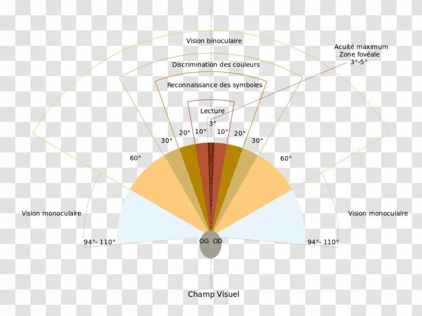 Visual Field Of View Perception Binocular Vision Eye Diagram Angle