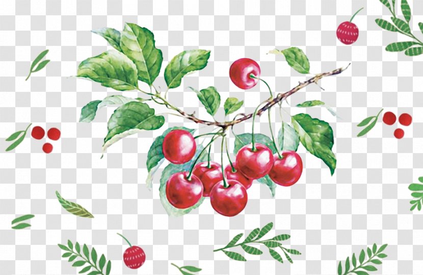 Watercolor Painting Drawing Fruit Illustration Hand Painted Cherry