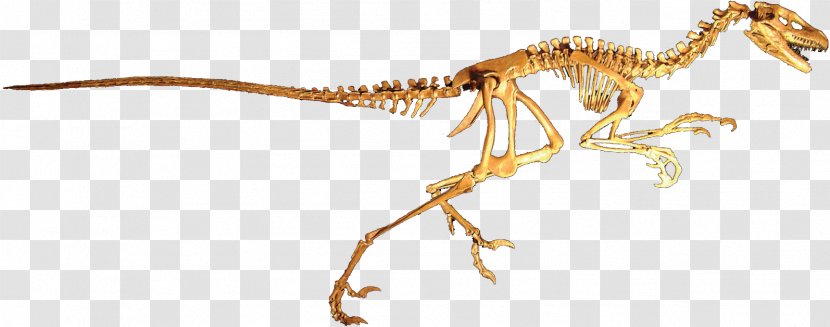 Dromaeosaurus Dinosaur Velociraptor Deinonychus Tyrannosaurus - Wildlife - Clean Transparent PNG