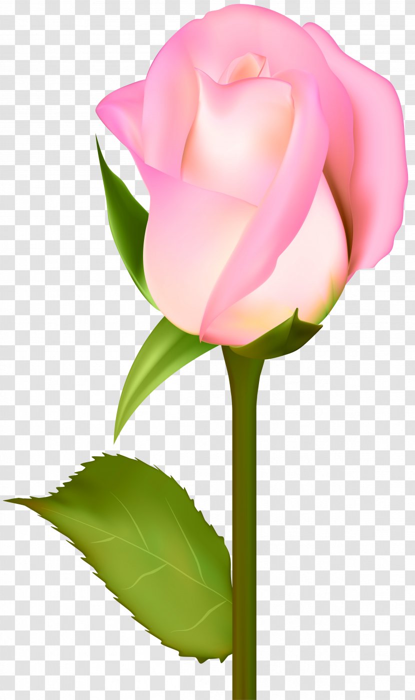 Garden Roses Centifolia Clip Art - Close Up - Beautiful Rose Transparent Image Transparent PNG