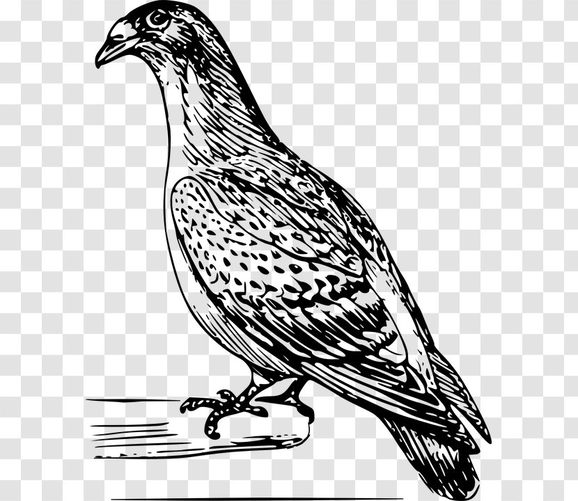 Drawing Domestic Pigeon Clip Art - Artwork Transparent PNG