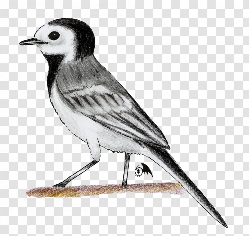 Bird White Wagtail Drawing Old World Animal Transparent PNG