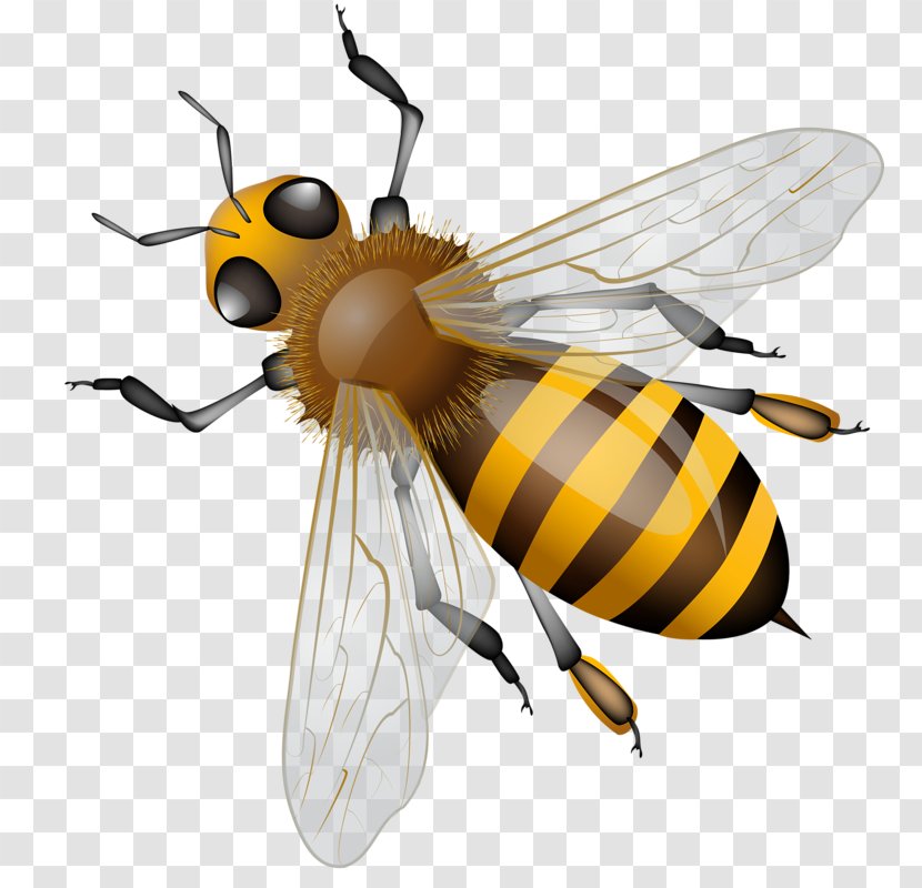 Western Honey Bee Insect Hornet Beehive - Arthropod Transparent PNG