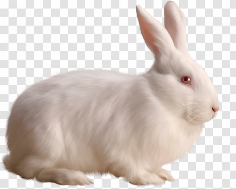 Rabbit Clip Art - Cottontail - White Image Transparent PNG