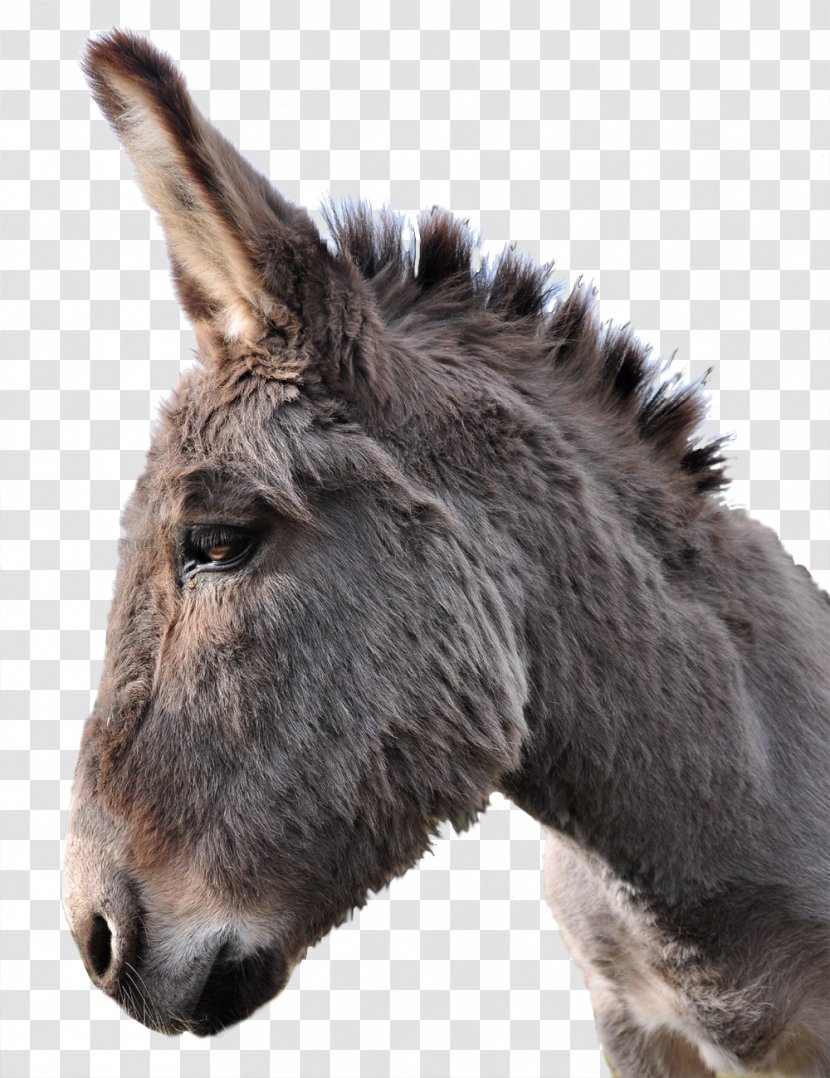 Donkey PhotoScape Horse - Fur Transparent PNG
