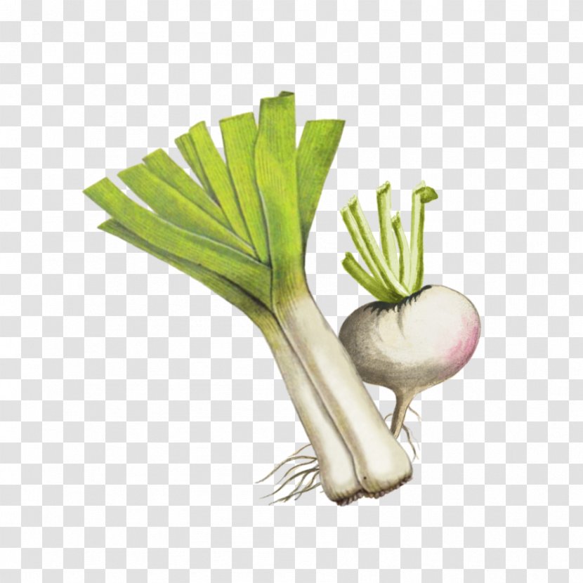 Vegetable Leek Welsh Onion Plant Radish - Turnip - Food Scallion Transparent PNG