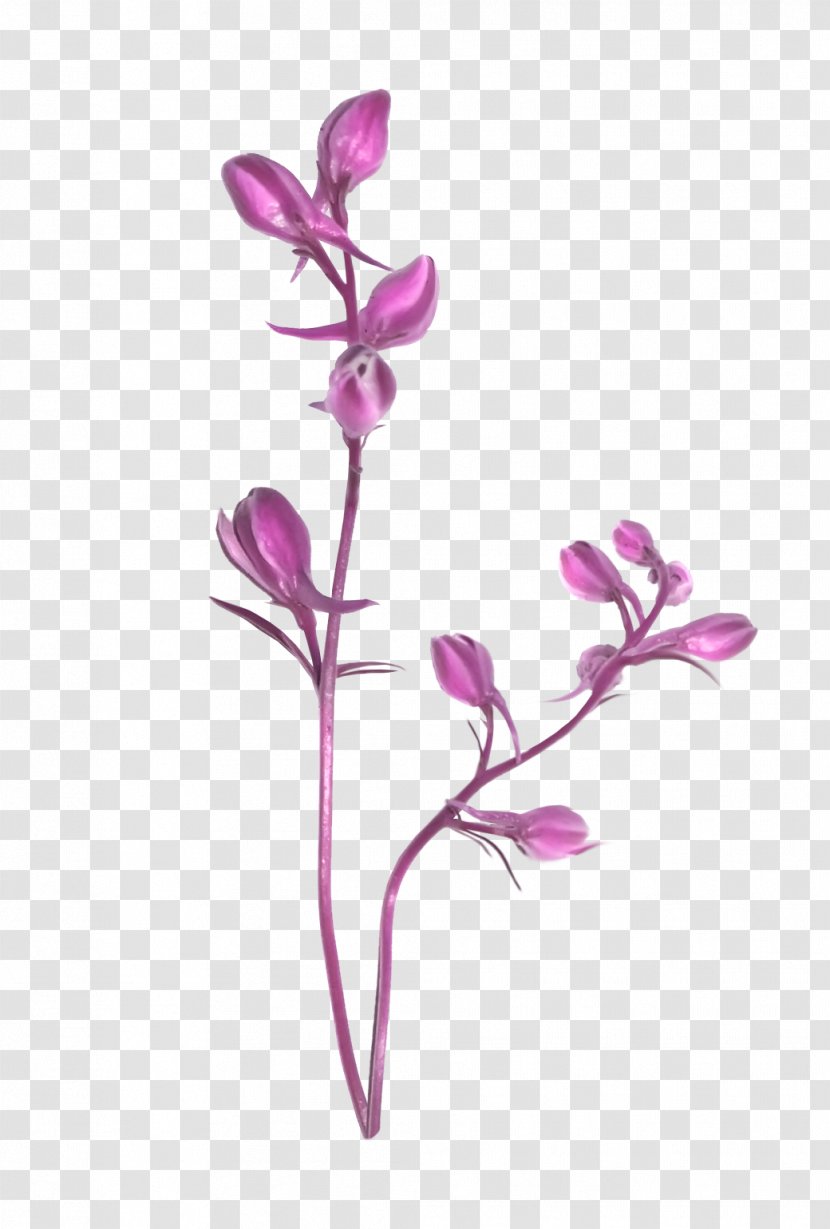 Ping Cut Flowers Moth Orchids Plant Stem - лаванда Transparent PNG