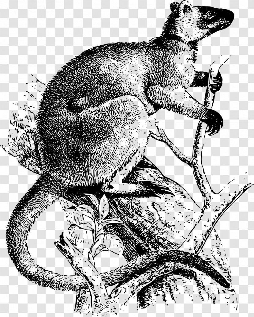 Tree-kangaroo Koala Clip Art - Black And White - Kangaroo Transparent PNG