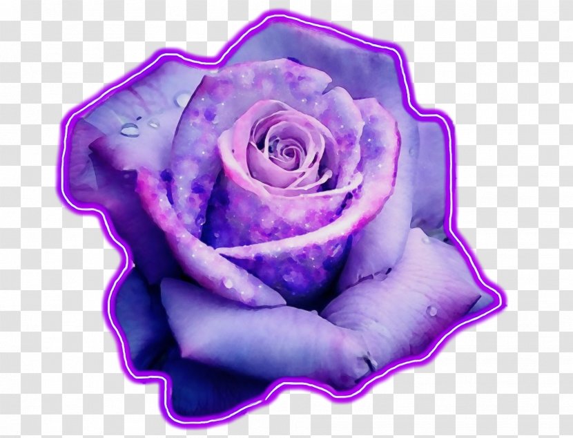 Black Pink Rose - Magenta Blue Transparent PNG