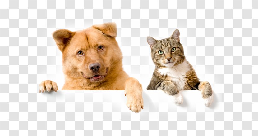 Dog–cat Relationship Puppy Pet Sitting Collar - Shop - Cat Transparent PNG