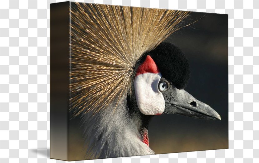 Crane Stock Photography Bird Royalty-free - Like - Crowned Transparent PNG