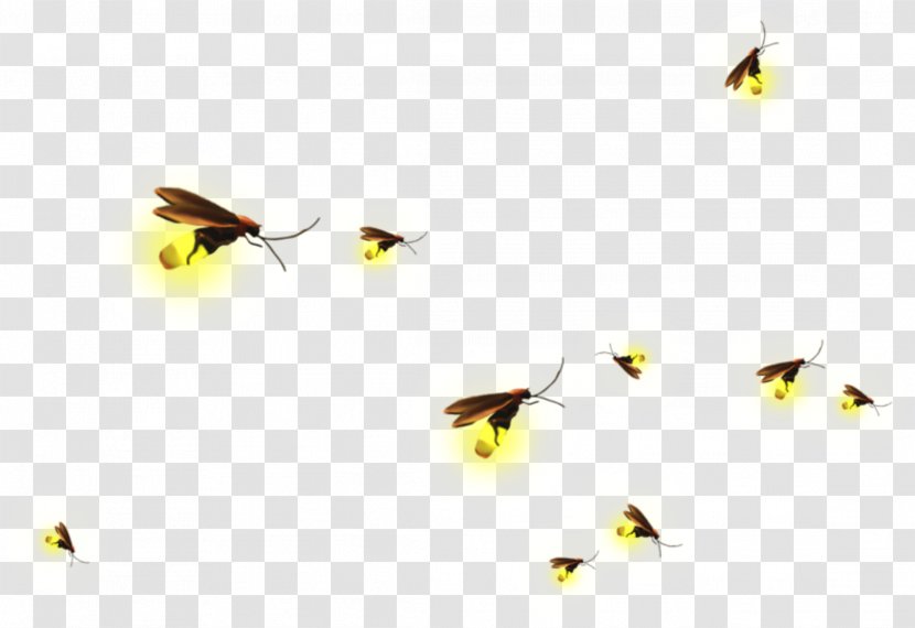 Clip Art Firefly Image Insect - Photography - Flying Transparent PNG