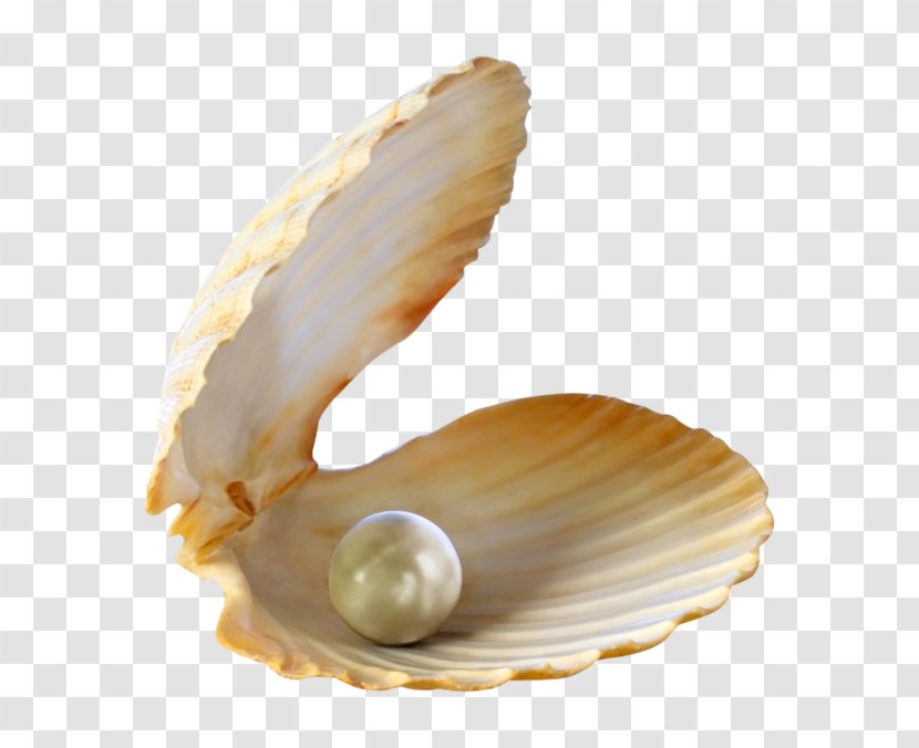 Seashell Pearl Clip Art - Clam - Sea Transparent PNG