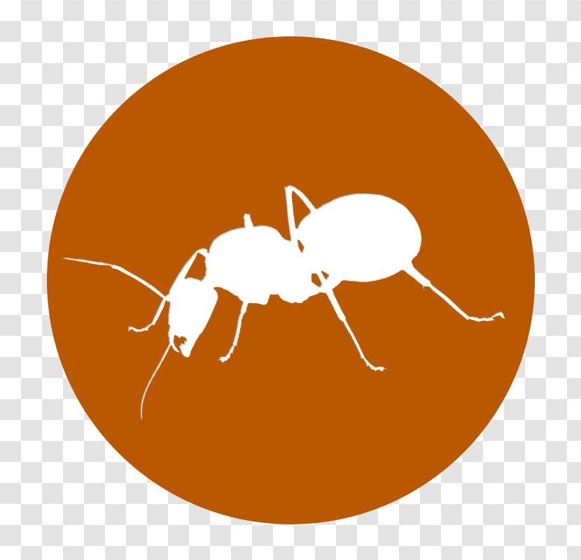 Carpenter Ant Insect Park Borneo House - History Transparent PNG