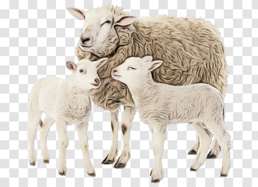 Sheep Animal Figure Figurine Livestock - Cowgoat Family - Wildlife Goats Transparent PNG