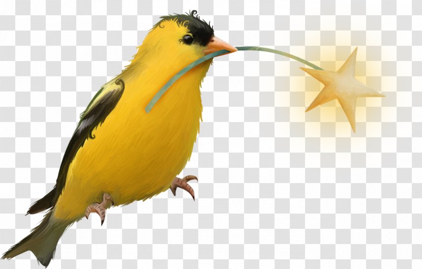 Bird Beak Yellow Clip Art - Picture Frames Transparent PNG