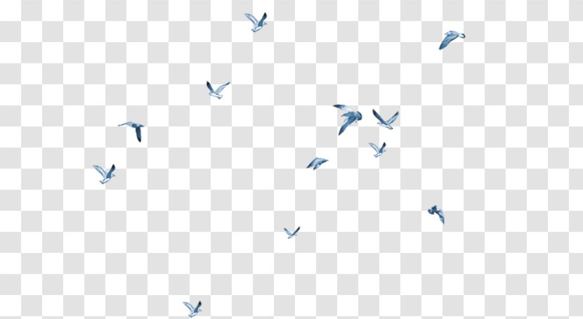 Bird Gulls Flight Columbidae Goose - Triangle - Birds Fly Transparent PNG