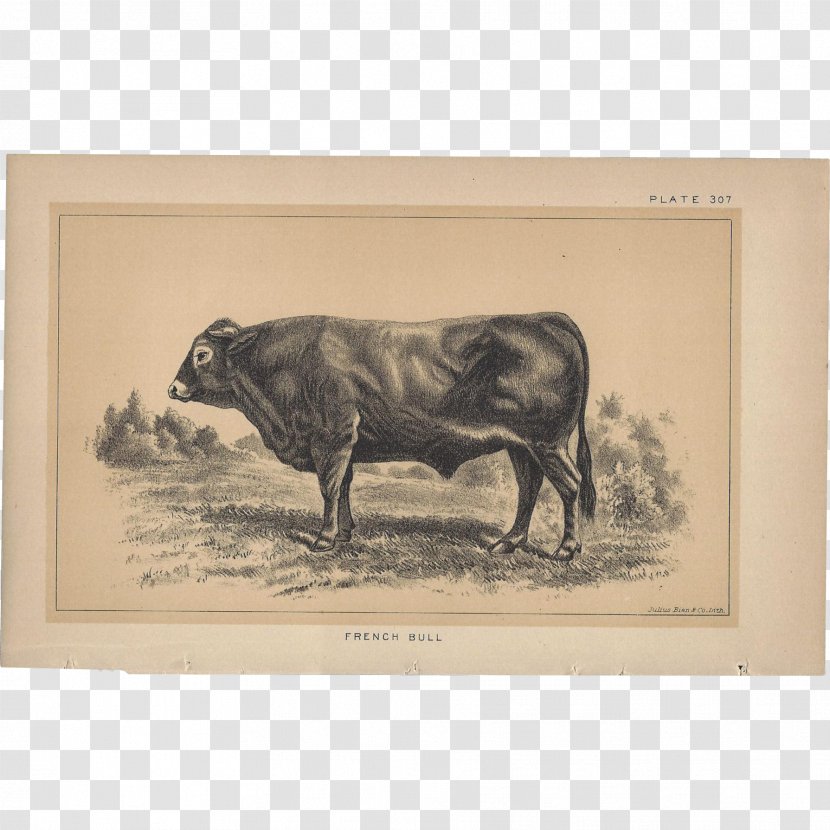 Bull Cattle Ox Pig Picture Frames - Like Mammal Transparent PNG