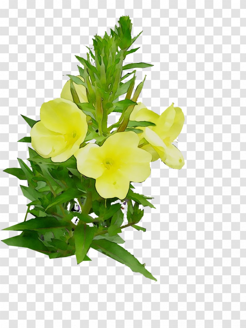 Large-flowered Evening-primrose Floral Design Cut Flowers - Common Evening Primrose - Eveningprimroses Transparent PNG