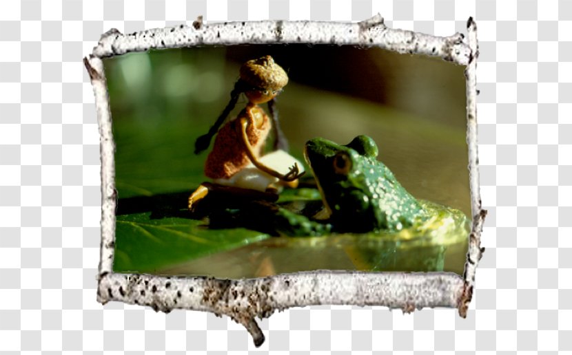 Tree Frog Transparent PNG