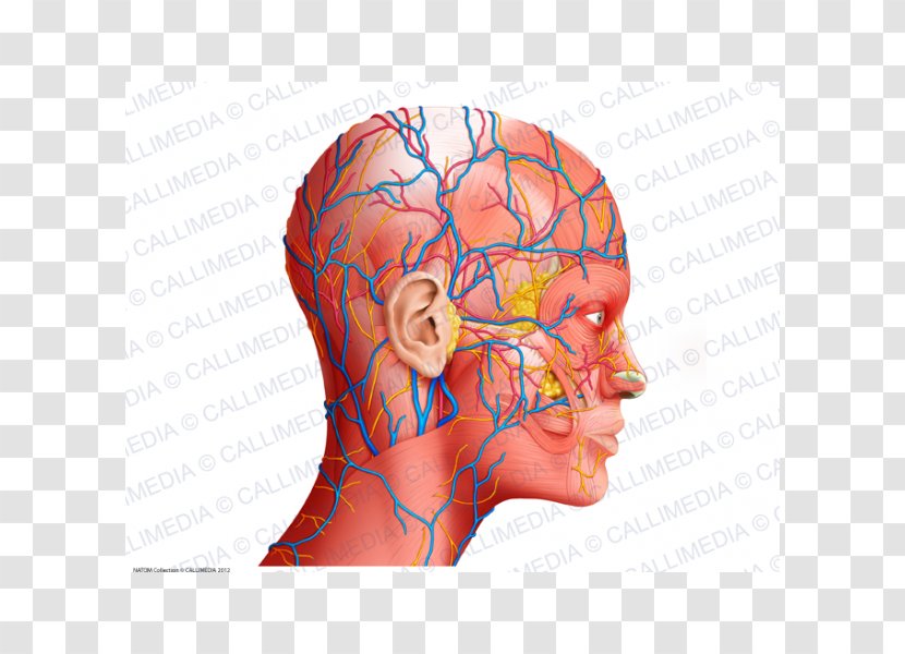 Human Anatomy Head And Neck Physiology - Tree - Science Transparent PNG