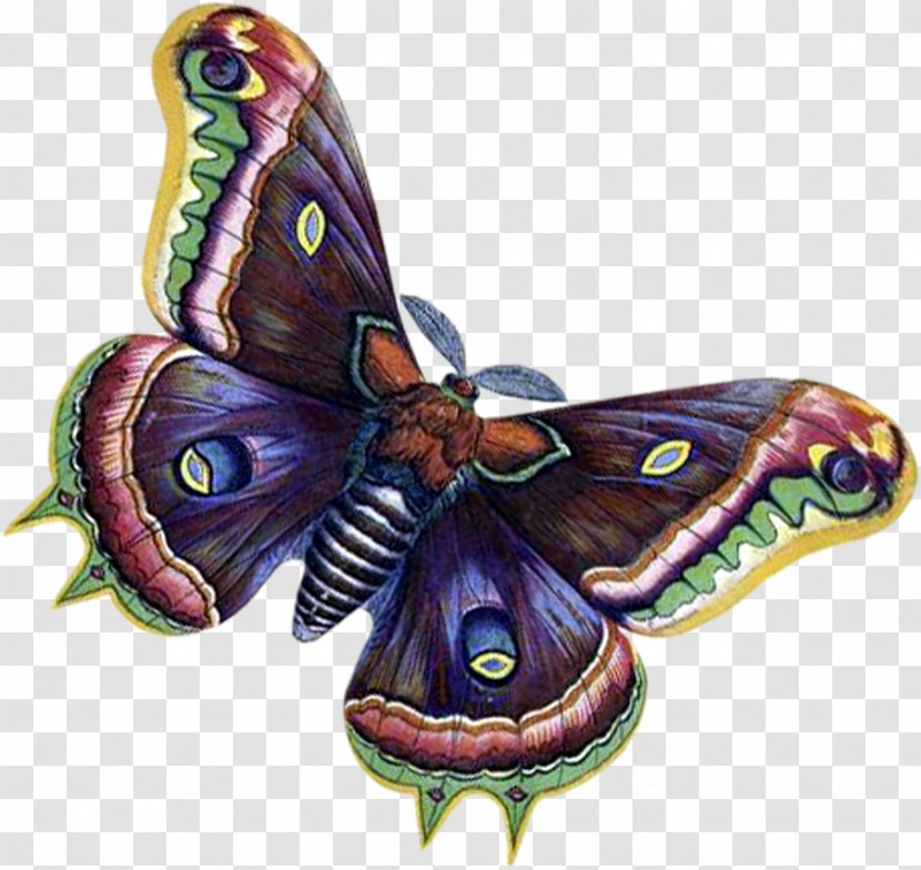 Monarch Butterfly Moth Blog Clip Art - Organism Transparent PNG