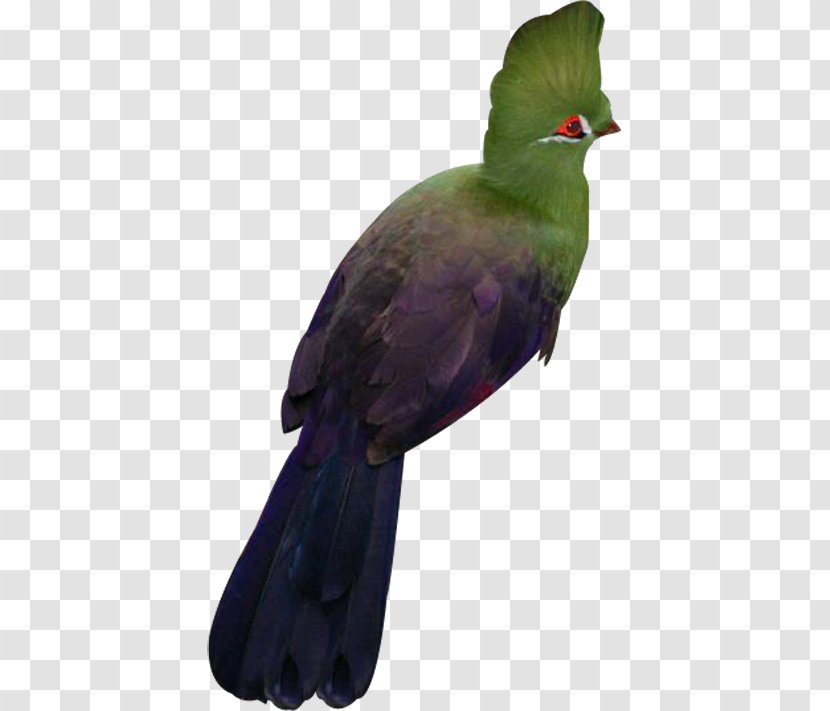 Beak Fauna Feather - Bird Transparent PNG
