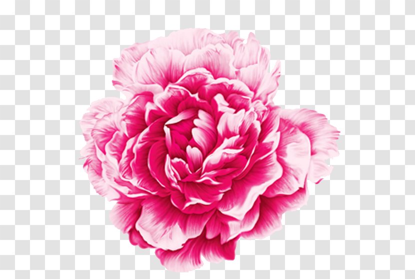 Moutan Peony Watercolor Painting - Pink Family Transparent PNG