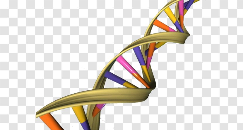 The Double Helix: A Personal Account Of Discovery Structure DNA Nucleic Acid Helix A-DNA Genome - Footwear Transparent PNG