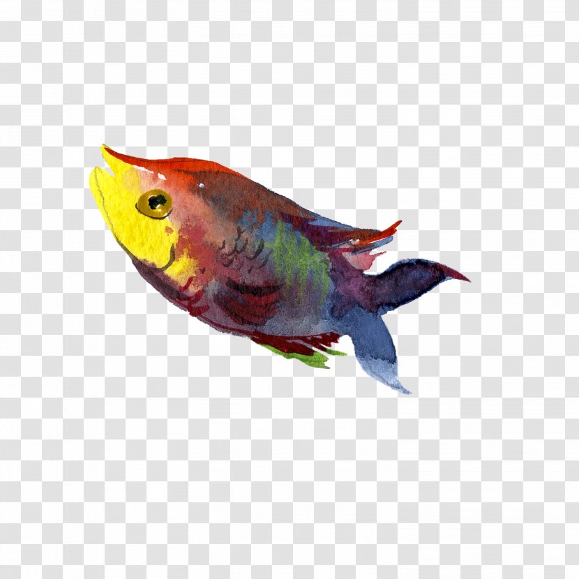 Fish Illustration - Parakeet - Water Transparent PNG