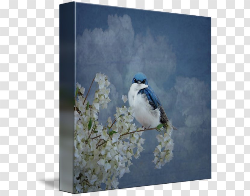 Tree Swallow Blue Jay Gallery Wrap Tina Lindsay - Sky Plc Transparent PNG