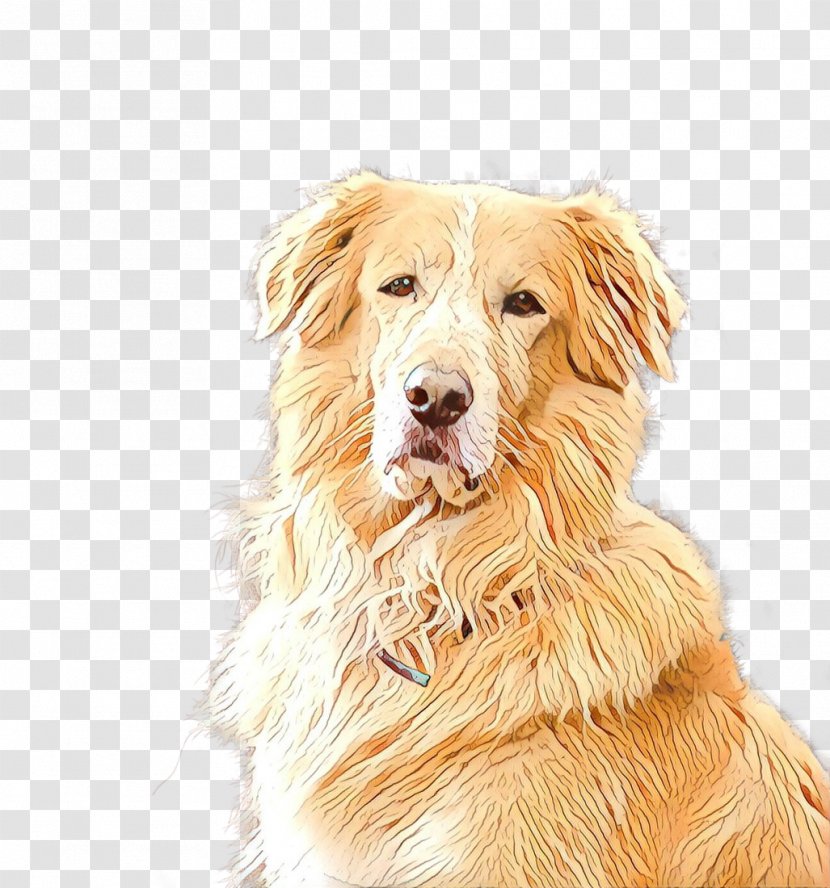 Golden Retriever Background - Companion Dog - Small Greek Domestic Basque Shepherd Transparent PNG