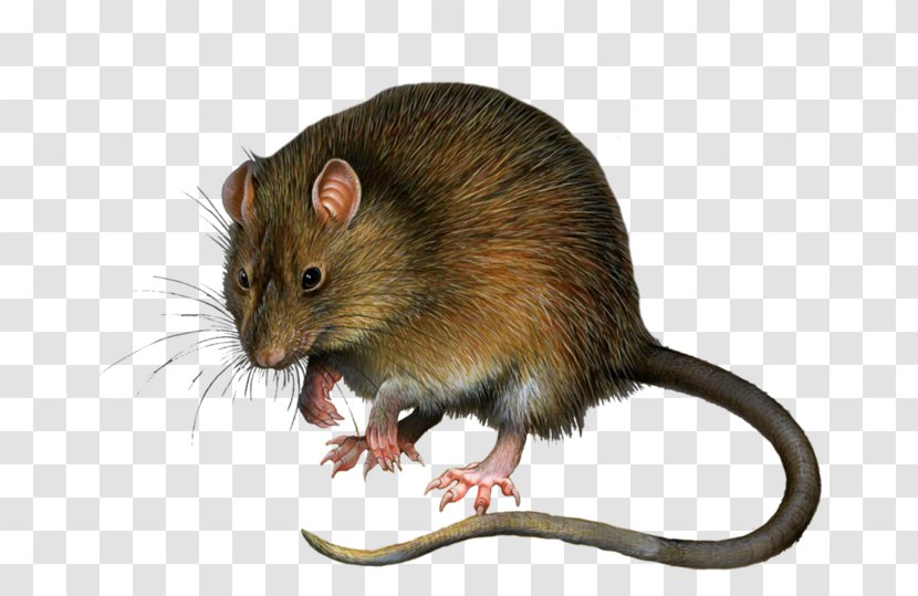 Rodent Stock Photography Mickey Mouse Image - Snout - Insectivorous Transparent PNG