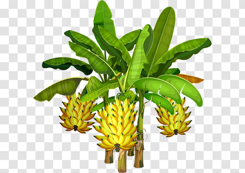 Banana - Tree - Flowerpot Transparent PNG