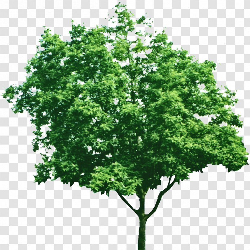 Tree Green Branch - Trees Creative Element Floral Patterns Transparent PNG