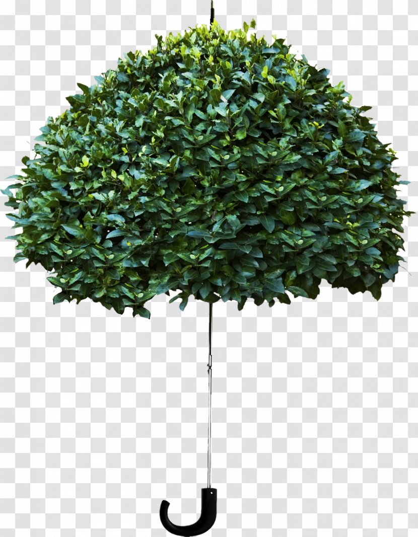 Dont Stand Under A Tree When It Rains Amazon.com Umbrella Crisis Investing For The Rest Of 90s - Heart - Green Transparent PNG