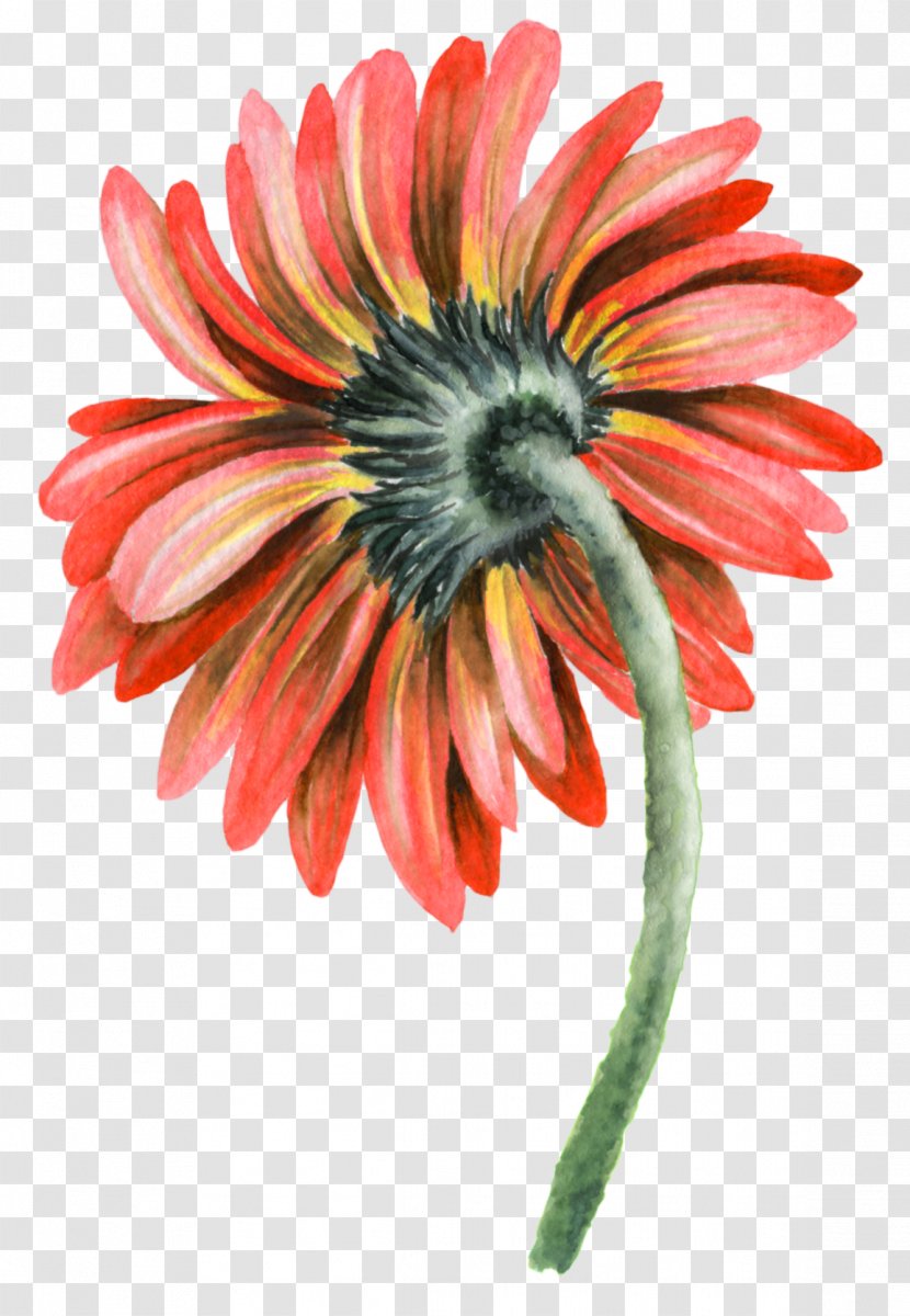 Flowers Background - Transvaal Daisy - Family Gazania Transparent PNG
