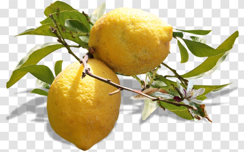 Lemon, Lime And Bitters Vegetarian Cuisine Fruit Juice - Citric Acid - Citrus Transparent PNG