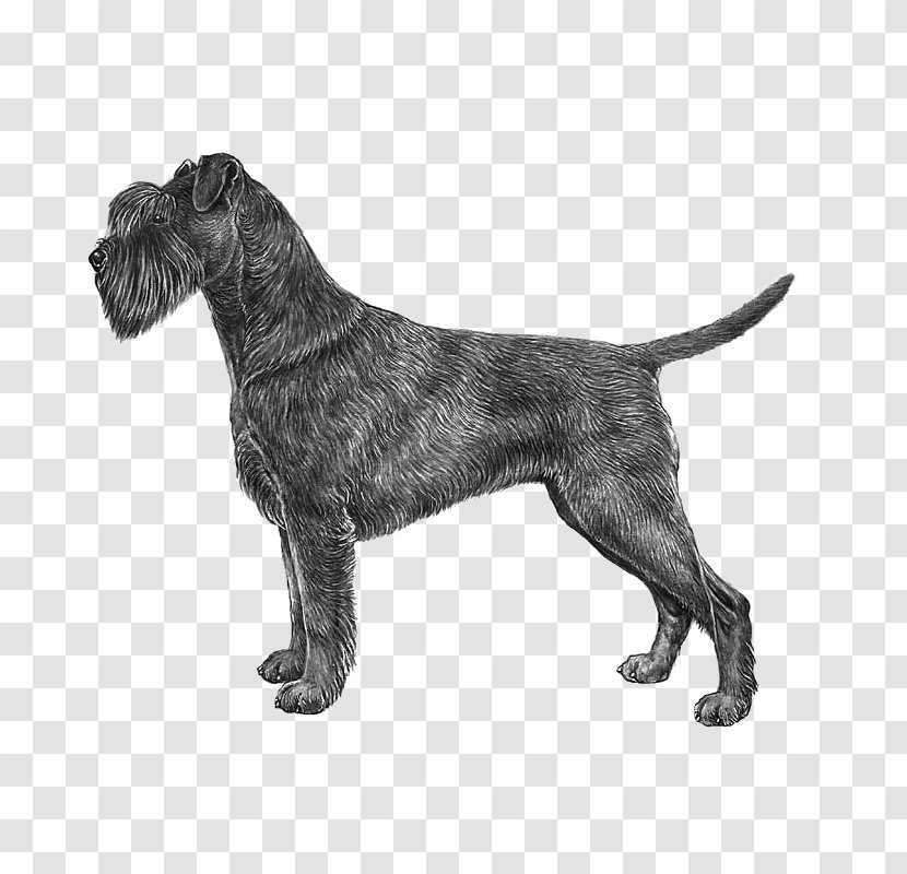 Miniature Schnauzer Standard Giant Irish Terrier Patterdale - Race Transparent PNG