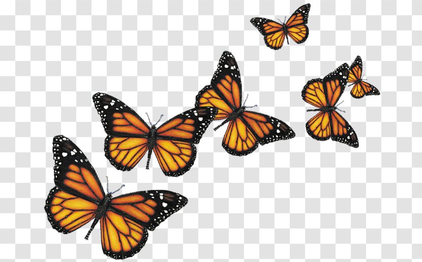 Butterfly Insect - Animal - Butterflies Transparent PNG