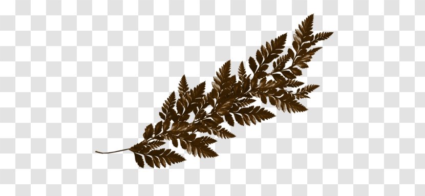 Leaf Vascular Plant - Twig Transparent PNG