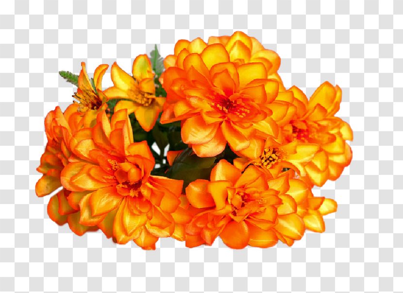 Chrysanthemum Cut Flowers Orange S.A. - Flowering Plant - Face Flower Transparent PNG