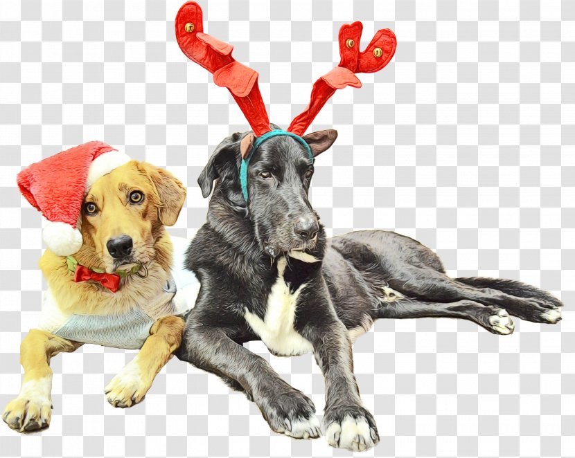 Christmas Ornament - Paint - Puppy Great Dane Transparent PNG