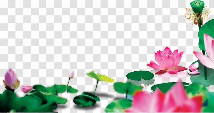 Lotus Pond Nelumbo Nucifera Clip Art - Rose Order - Leaf Transparent PNG
