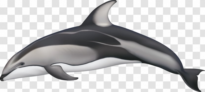 White-beaked Dolphin Porpoise Stenella Pacific White-sided Atlantic - Hourglass Transparent PNG