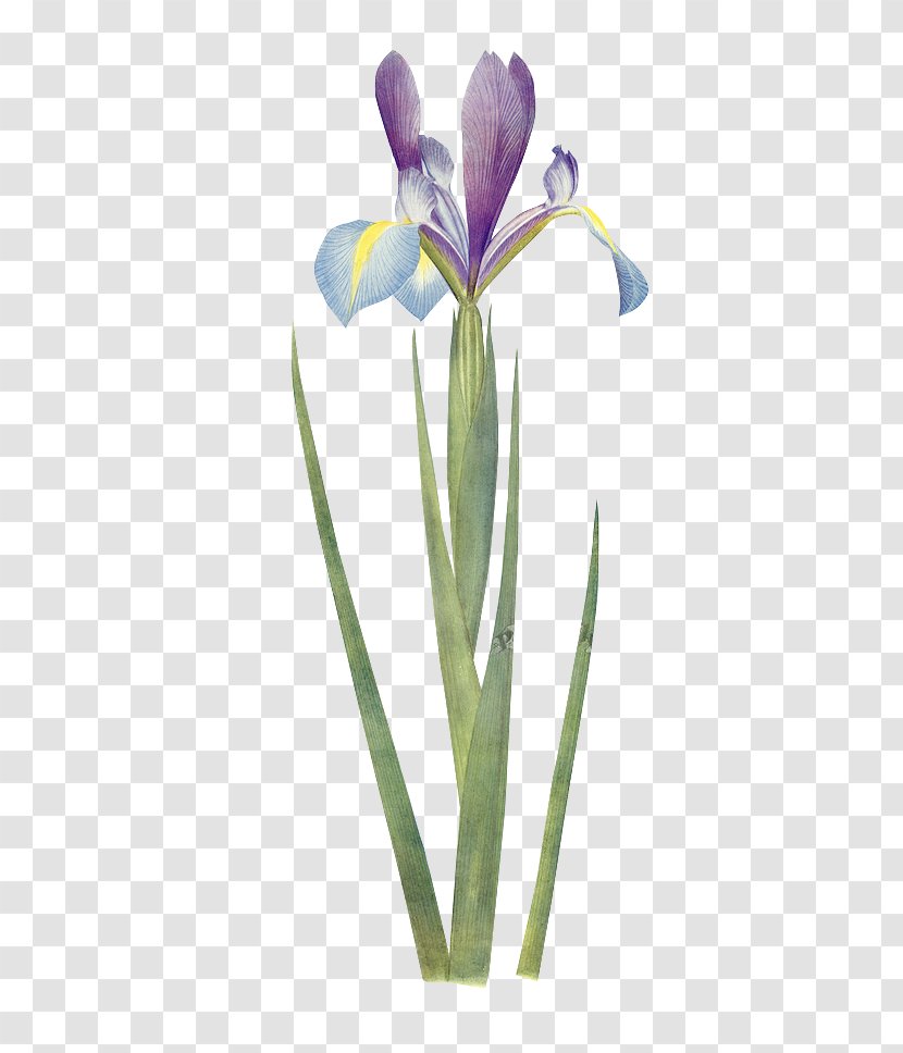 Iris Xiphium Botany Flower Botanical Illustration Wall - Flowering Plant - Green Floral Material Transparent PNG