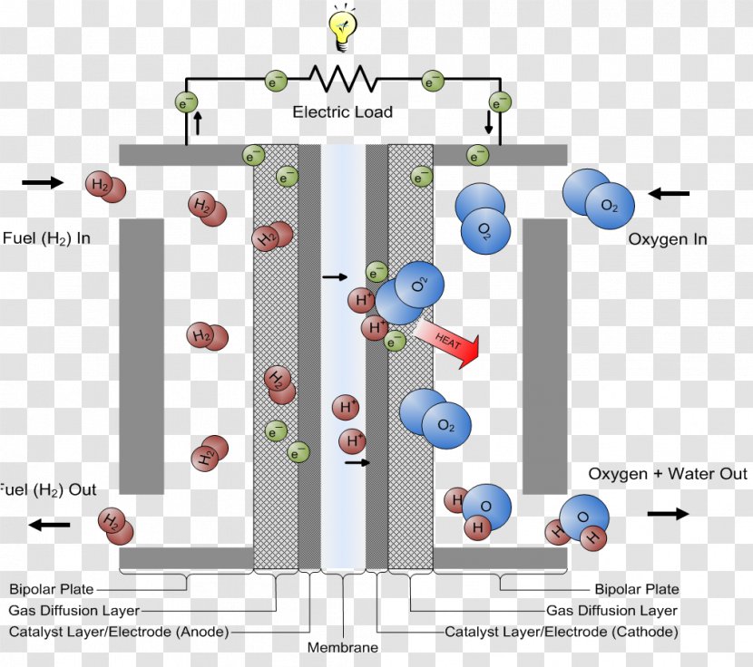 Fuel Cells Proton-exchange Membrane Cell Hydrogen - Protonexchange - Light Independent Reactions Transparent PNG