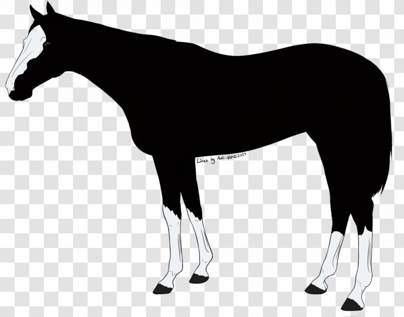 Mule Foal Stallion Mare Colt - Black And White - Mustang Transparent PNG