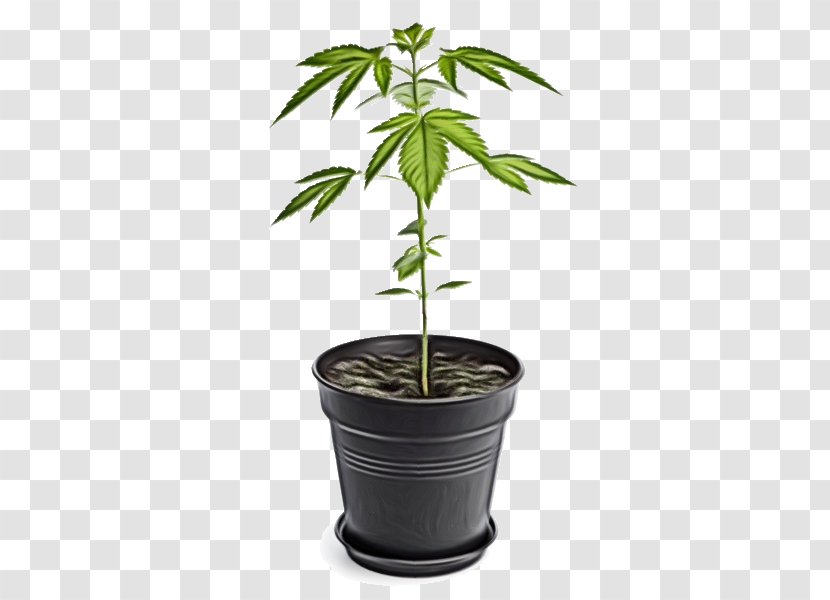 Flowerpot Cherry Tomato Chili Con Carne Plants Fruit - Raf - Ragout Transparent PNG