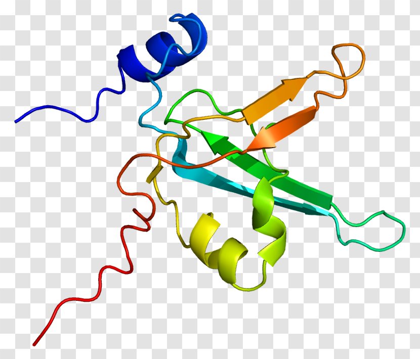 Replication Protein A1 Gene DNA - Wikipedia Transparent PNG